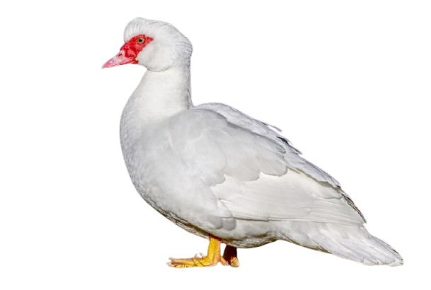 Canard